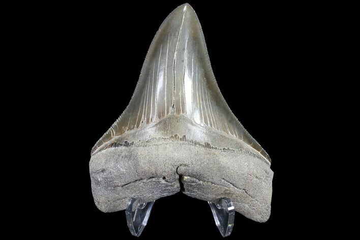 Nice, Fossil Megalodon Tooth - Razor Sharp Serrations #86680